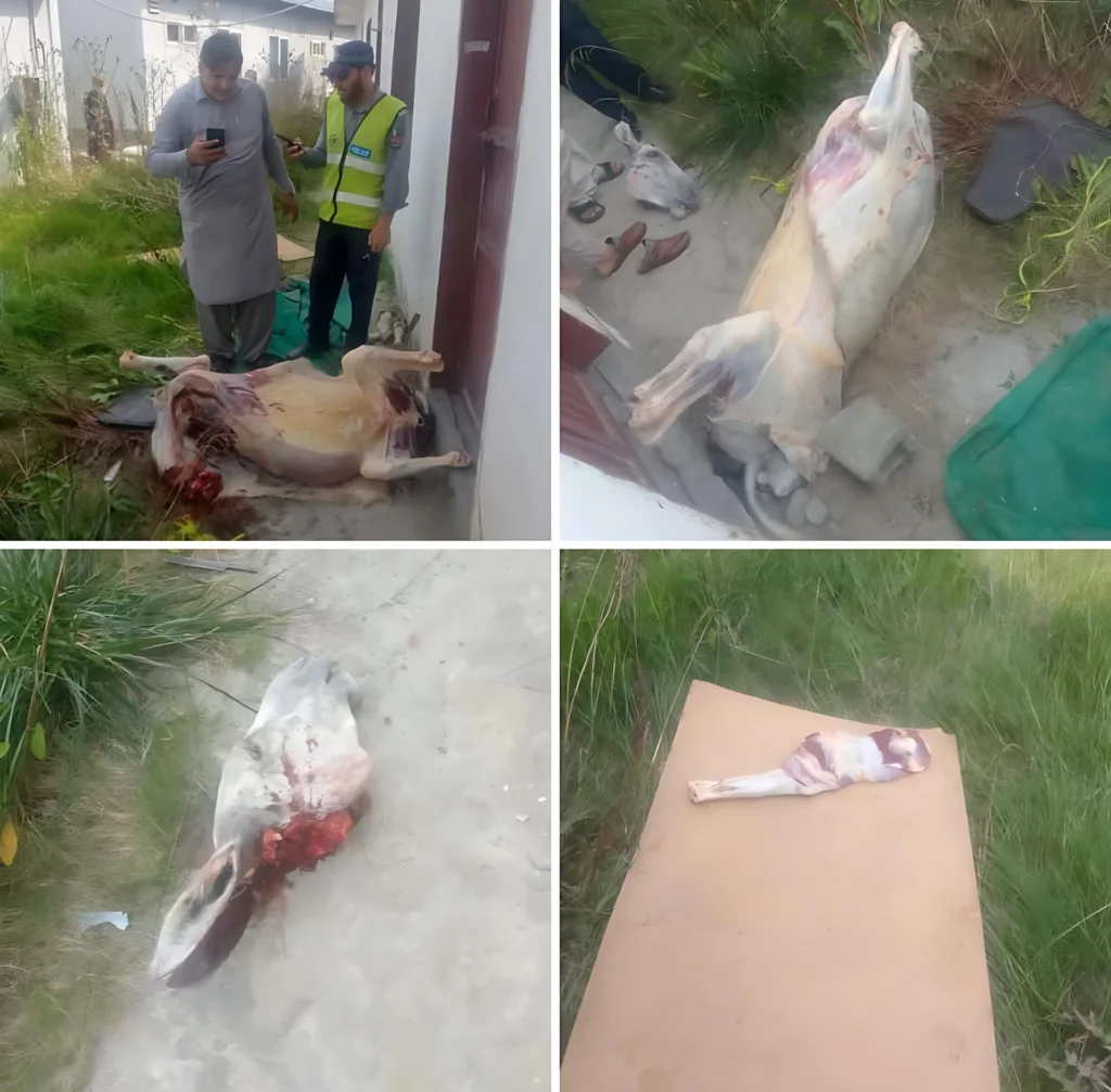 خیبر پښتونخوا کښې هم د خر غوښې کاروبار افشا شو