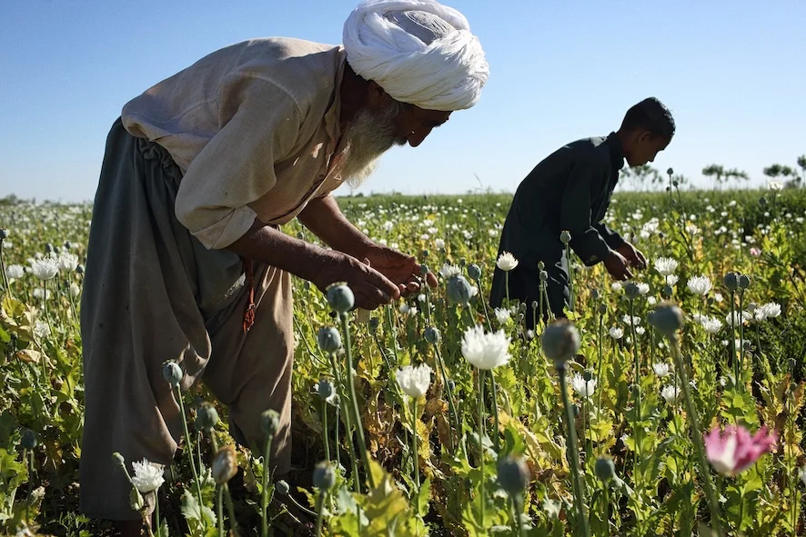 افغانستان کې غنمو او جوارو ته زیان رسیدلې نو بزګرانو ددې زیان پوره کولو لپاره کوکنار کرلو ته پام کړې دې