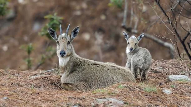 یو امریکایي ښکارچی د هيماليايي ګورل سره، د رسمي ټرافي ښکار په تورغر کې ترسره کړو